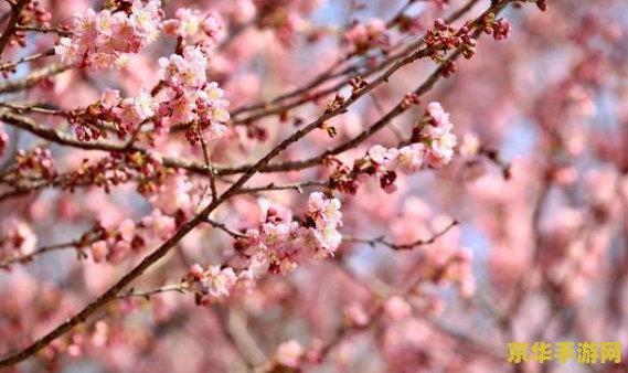 樱花传奇：一段绽放的日本文化与历史